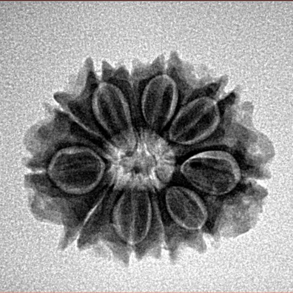 11 Mukhi Rudraksha 21.7mm 2.71gm - Inverse xray