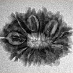 12 Mukhi Rudraksha 24.4mm 3.42gm - Inverse xray