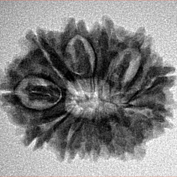 12 Mukhi Rudraksha 24.4mm 3.42gm - Inverse xray