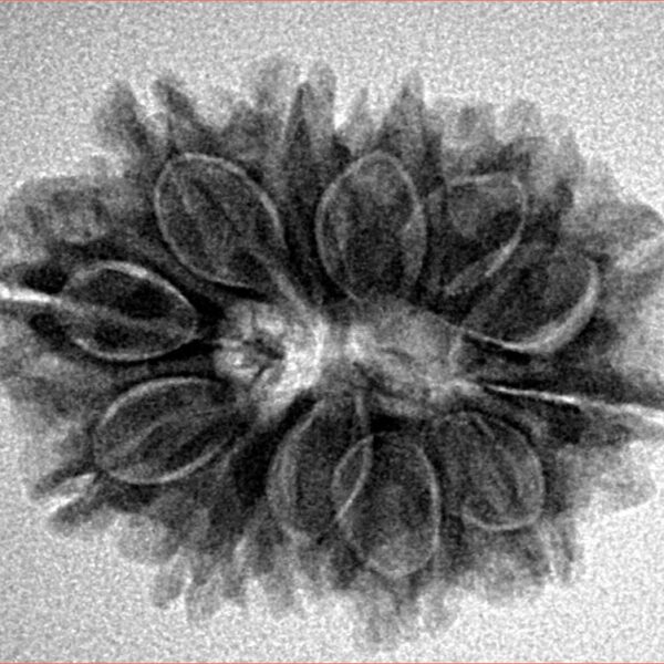 12 Mukhi Rudraksha 25.4mm 3.9gm - Inverse xray