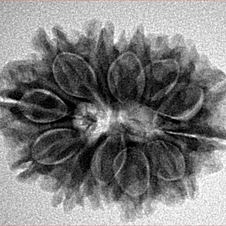 12 Mukhi Rudraksha 25.4mm 3.9gm - Inverse xray