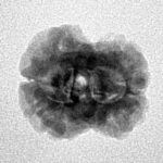 2 Mukhi Rudraksha 20.6mm 1.84gm - Inverse xray