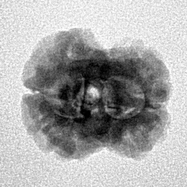 2 Mukhi Rudraksha 20.6mm 1.84gm - Inverse xray