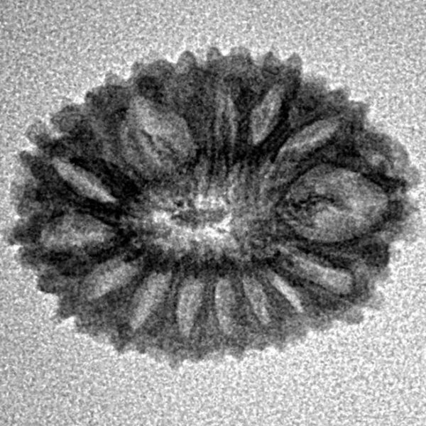 16 Mukhi Rudraksha 20.7mm 1.39gm - Inverse xray