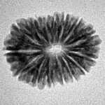 15 Mukhi Rudraksha 21.9mm 2.11gm - Inverse xray