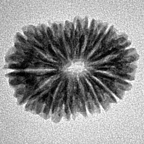 15 Mukhi Rudraksha 21.9mm 2.11gm - Inverse xray