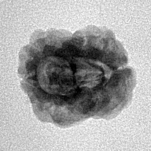 2 Mukhi Rudraksha 21.6mm 1.69gm - Inverse xray