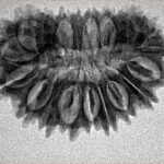 21 Mukhi Rudraksha 30.3mm 4.11gm - Origin: Nepal - Inverse xray