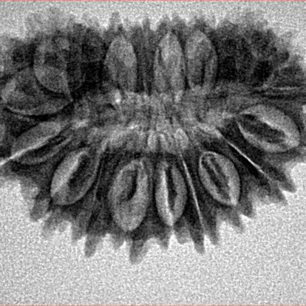 21 Mukhi Rudraksha 30.3mm 4.11gm - Origin: Nepal - Inverse xray