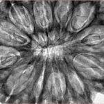 12 Mukhi Rudraksha 38.6mm 8.75gm - Inverse xray