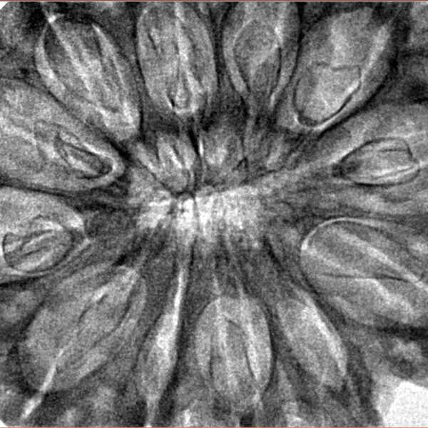 12 Mukhi Rudraksha 38.6mm 8.75gm - Inverse xray