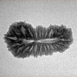 25 Mukhi Rudraksha 23.3mm 1.71gm - Inverse xray