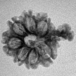 Sawar/Ganesh (8+1) 22.1mm 1.48gm - Inverse xray