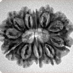 11 Mukhi Rudraksha 26.5mm 3.45gm - Inverse xray