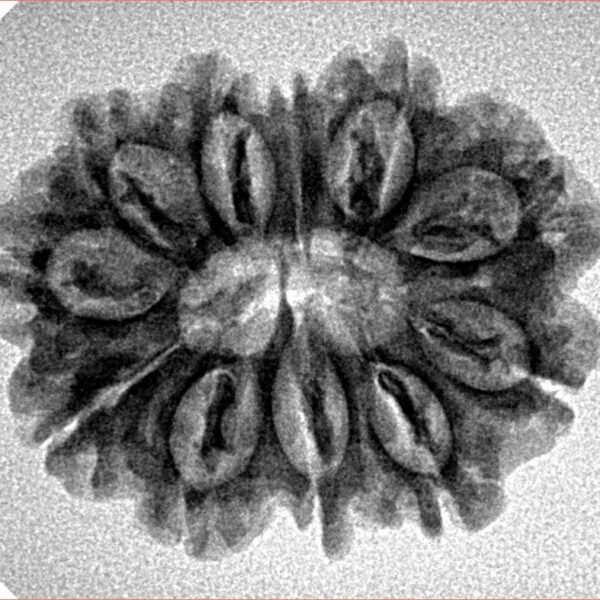 11 Mukhi Rudraksha 26.5mm 3.45gm - Inverse xray