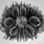 11 Mukhi Rudraksha 21.3mm 2.68gm - Inverse xray