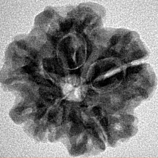 1MK(Underdeveloped) 22.6mm 4gm - Inverse xray