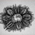 11 Mukhi Rudraksha 25.7mm 3.32gm - Inverse xray