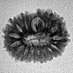 15 Mukhi Rudraksha 17.1mm 1.3gm - Inverse xray