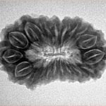 19 Mukhi Rudraksha 27.7mm 3.72gm - Inverse xray