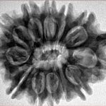 12 Mukhi Ganesh 32.4mm 6.34gm - Inverse xray