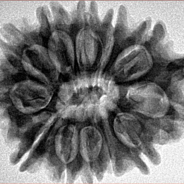 12 Mukhi Ganesh 32.4mm 6.34gm - Inverse xray