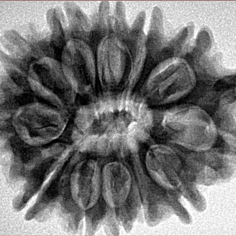 12 Mukhi Ganesh 32.4mm 6.34gm - Inverse xray