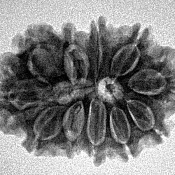 11 Mukhi Rudraksha 26.3mm 3.91gm - Inverse xray