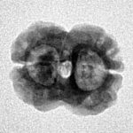 2 Mukhi Rudraksha 20mm 1.55gm - Inverse xray