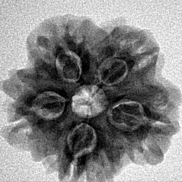 1MK(Underdeveloped) 23.4mm 4gm - Origin: Nepal - Inverse xray