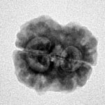 2 Mukhi Rudraksha 24.7mm 2.34gm - Inverse xray