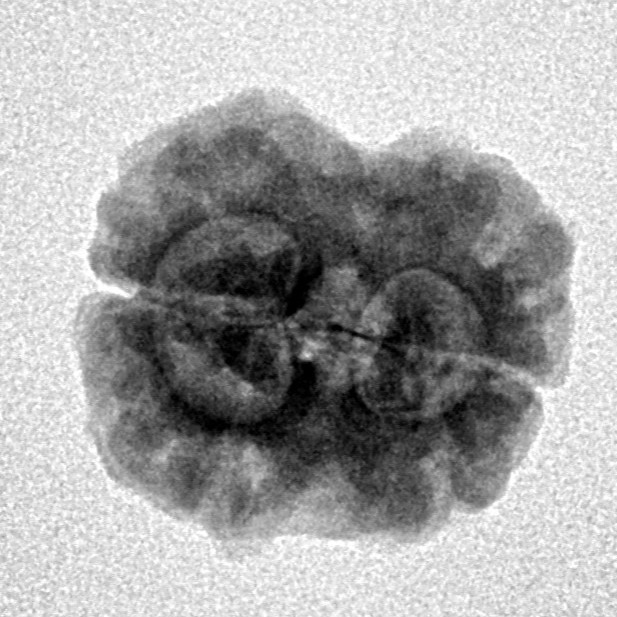 2 Mukhi Rudraksha 24.7mm 2.34gm - Inverse xray