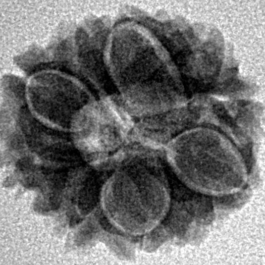 12 Mukhi Rudraksha 17.4mm 1.77gm - Inverse xray