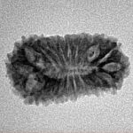 21 Mukhi Rudraksha 22mm 1.62gm - Inverse xray