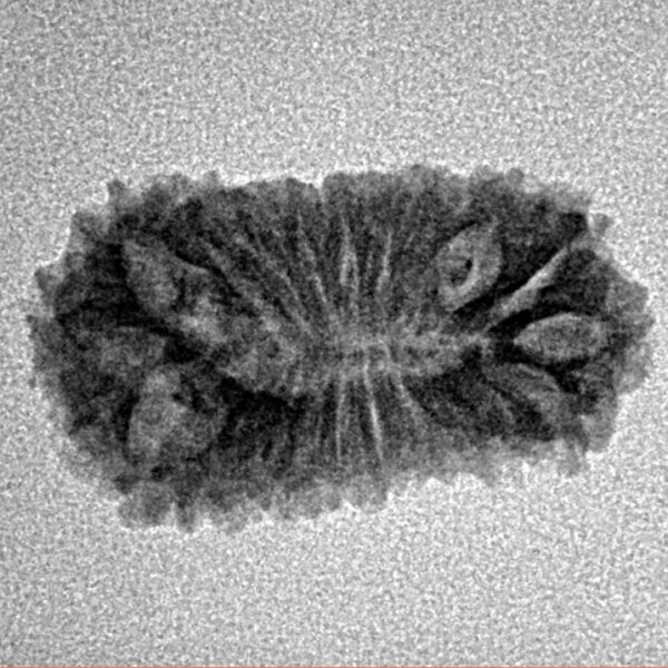 21 Mukhi Rudraksha 22mm 1.62gm - Inverse xray