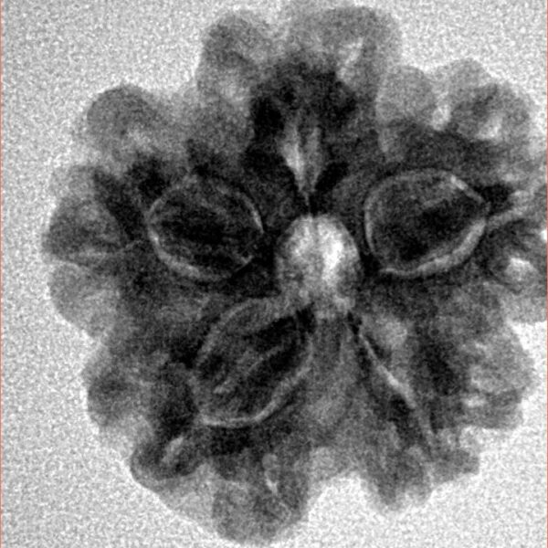 1MK(Underdeveloped) 22.8mm 4.17gm - Inverse xray