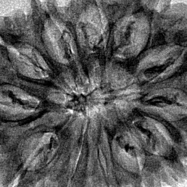 12 Mukhi Rudraksha 34mm 5.9gm - Inverse xray