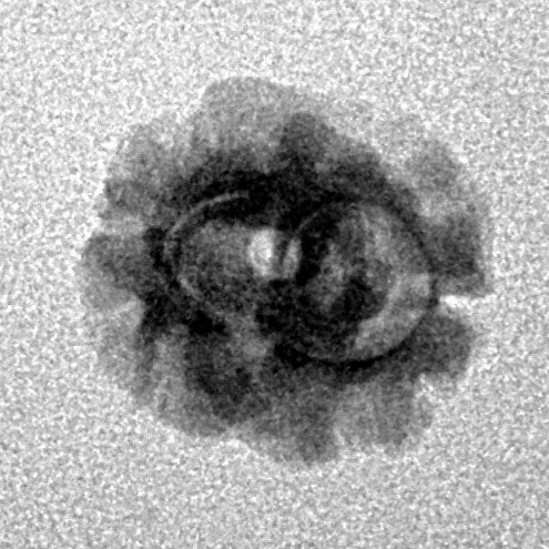 2 Mukhi Rudraksha 17.3mm 0.85gm - Inverse xray