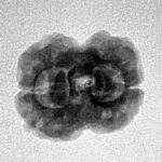 2 Mukhi Rudraksha 22mm 2.42gm - Inverse xray