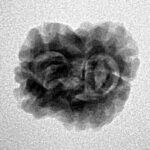 2 Mukhi Rudraksha 23.9mm 2gm - Inverse xray