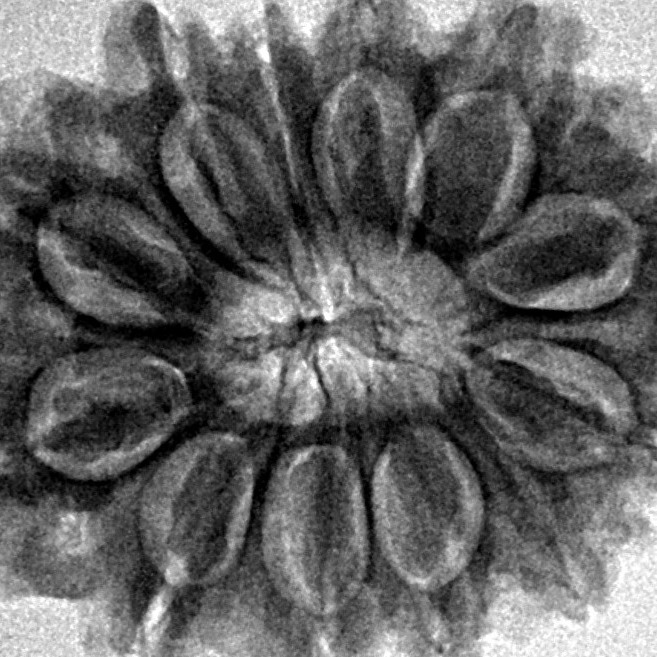 12 Mukhi Rudraksha 27.3mm 4.73gm - Inverse xray