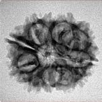 11 Mukhi Rudraksha 23.3mm 2.6gm - Inverse xray