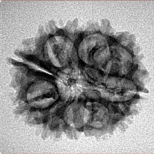 11 Mukhi Rudraksha 23.3mm 2.6gm - Inverse xray
