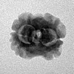 2 Mukhi Rudraksha 18.4mm 1.29gm - Inverse xray