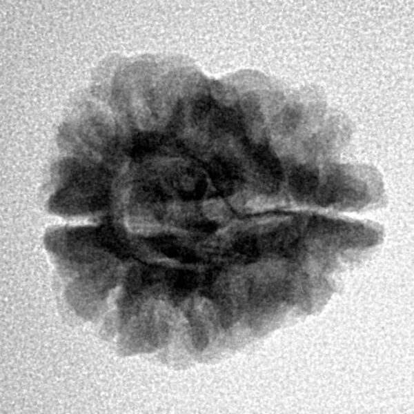 2 Mukhi Rudraksha 23.7mm 2.33gm - Inverse xray