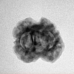 2 Mukhi Rudraksha 20.3mm 1.91gm - Inverse xray