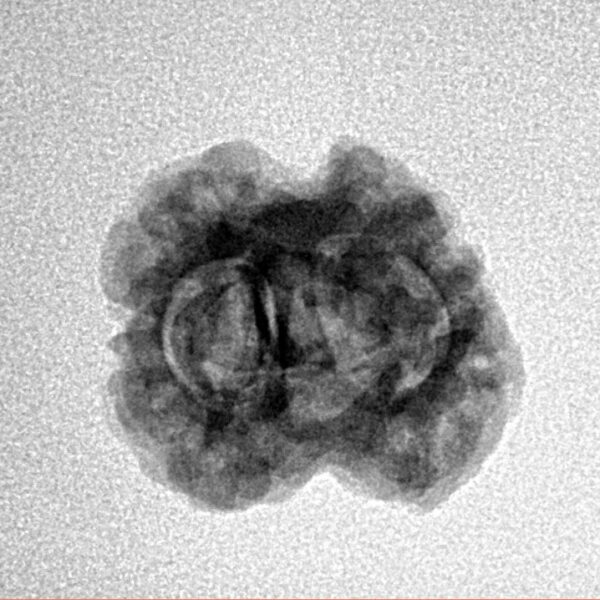 2 Mukhi Rudraksha 20.3mm 1.91gm - Inverse xray