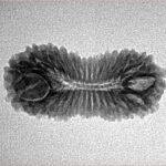 30 Mukhi Rudraksha 25mm 1.85gm - Inverse xray