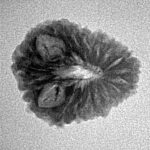 16 Mukhi Rudraksha 20.3mm 1.73gm - Inverse xray