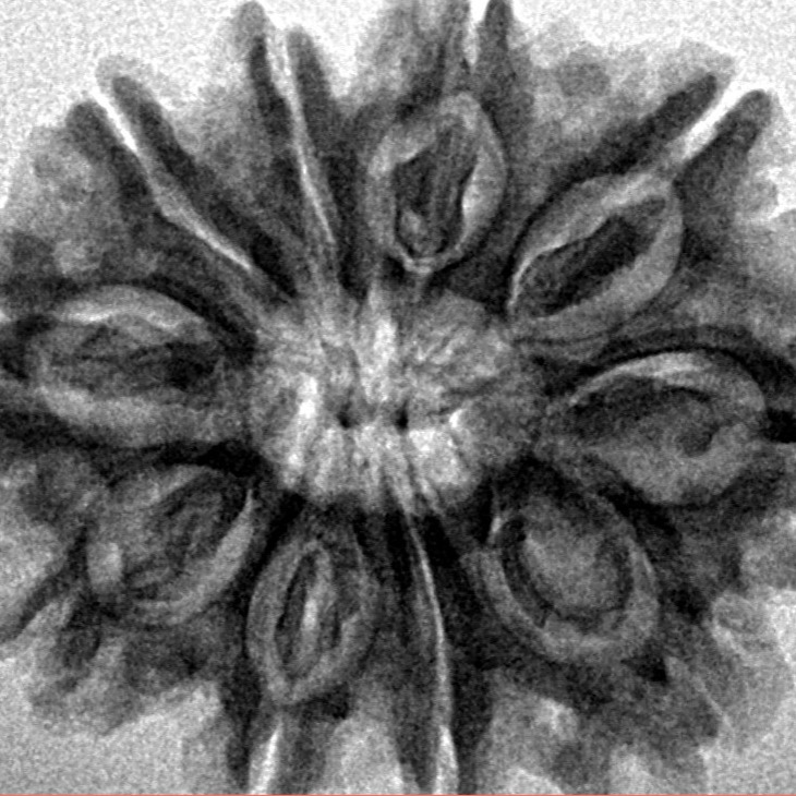 10 Mukhi Rudraksha 28.7mm 5.13gm - Inverse xray